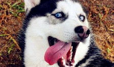 二哈动漫,欢乐逗趣，治愈心灵的神犬传奇